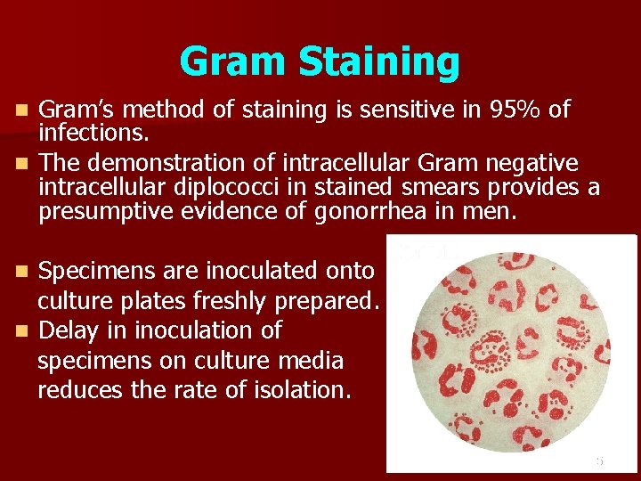 Gram Staining Gram’s method of staining is sensitive in 95% of infections. n The