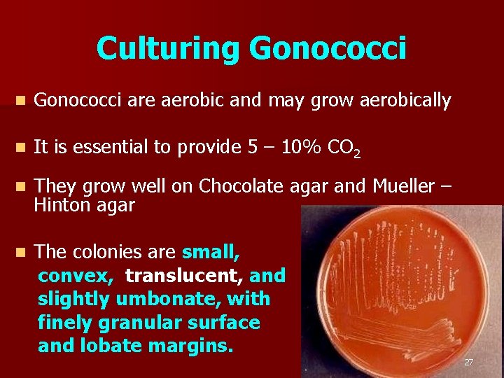 Culturing Gonococci n Gonococci are aerobic and may grow aerobically n It is essential