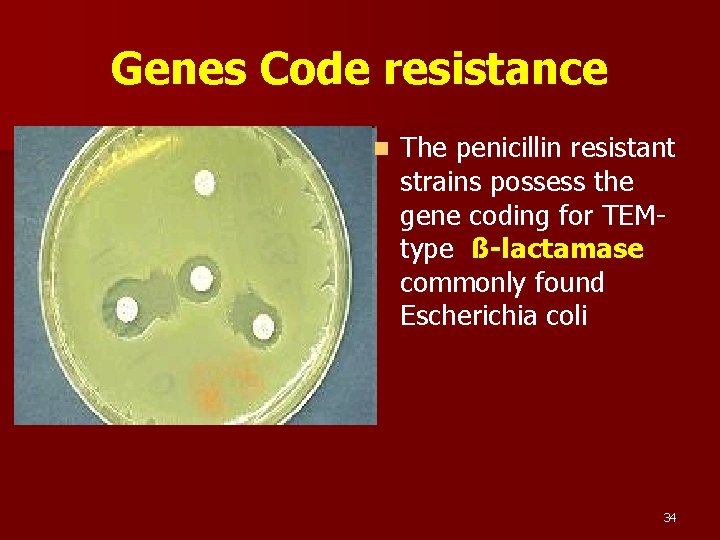 Genes Code resistance n The penicillin resistant strains possess the gene coding for TEMtype