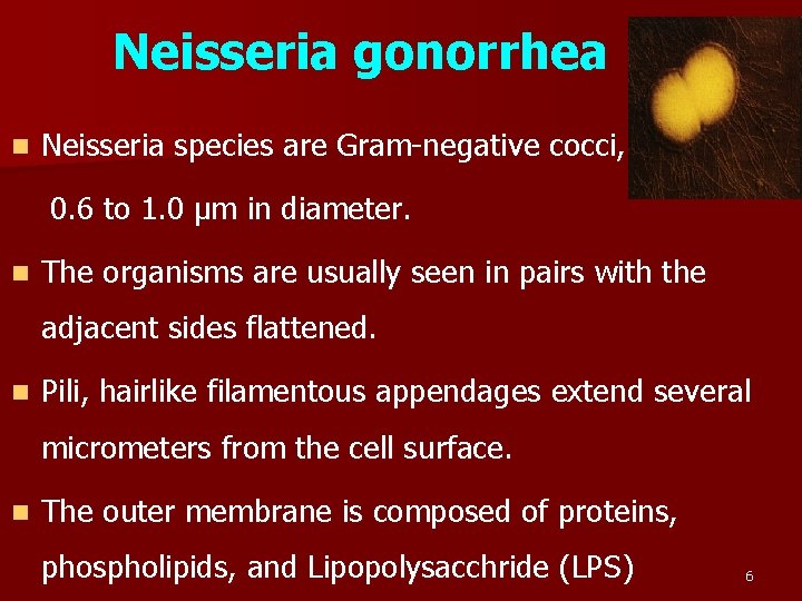 Neisseria gonorrhea n Neisseria species are Gram-negative cocci, 0. 6 to 1. 0 µm