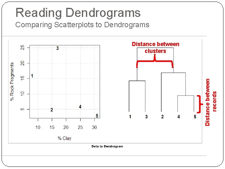 Reading Dendrograms Comparing Scatterplots to Dendrograms Distance between records Distance between clusters 