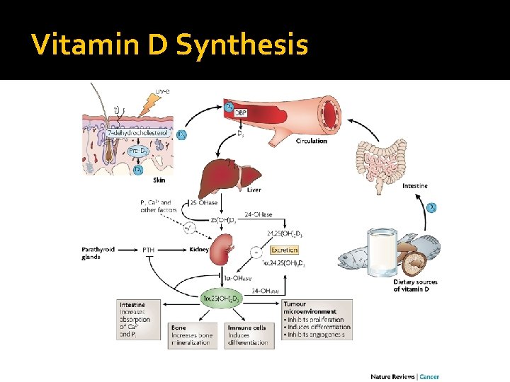 Vitamin D Synthesis 