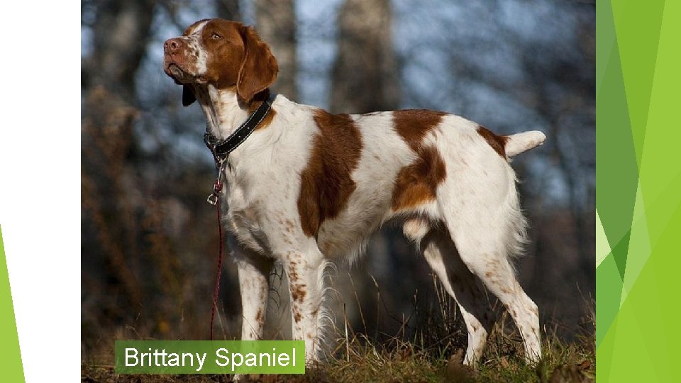 Brittany Spaniel 