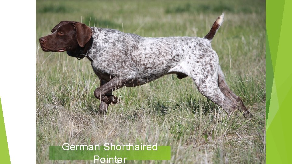 German Shorthaired Pointer 