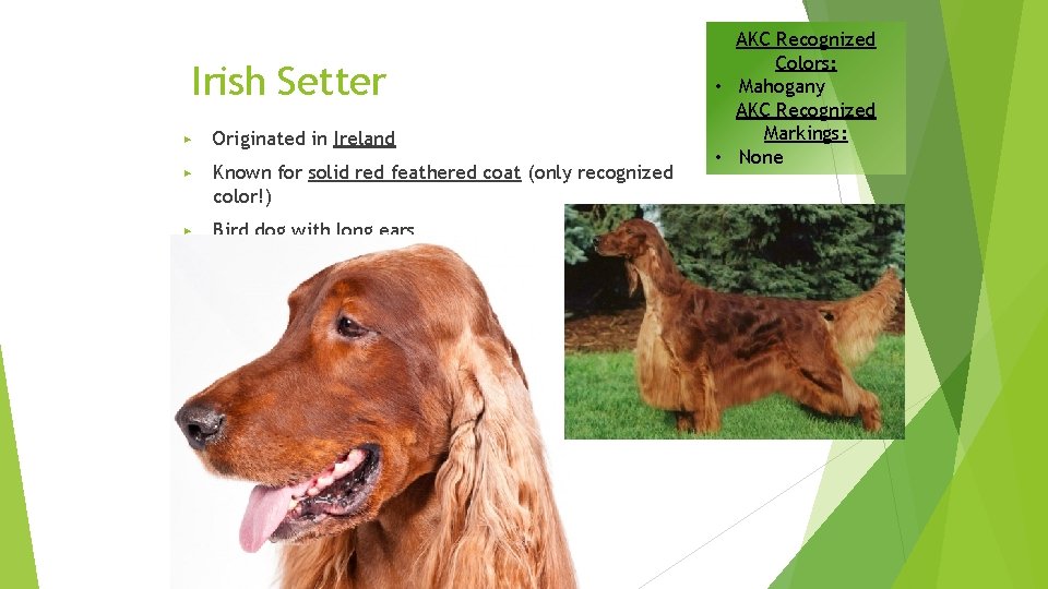 Irish Setter ▶ Originated in Ireland ▶ Known for solid red feathered coat (only