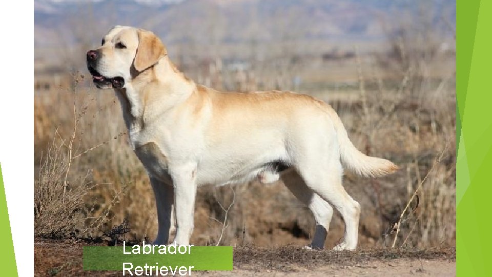 Labrador Retriever 