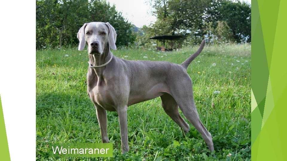 Weimaraner 