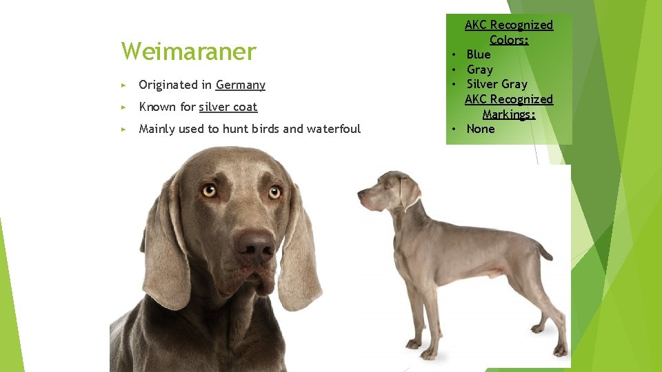 Weimaraner ▶ Originated in Germany ▶ Known for silver coat ▶ Mainly used to