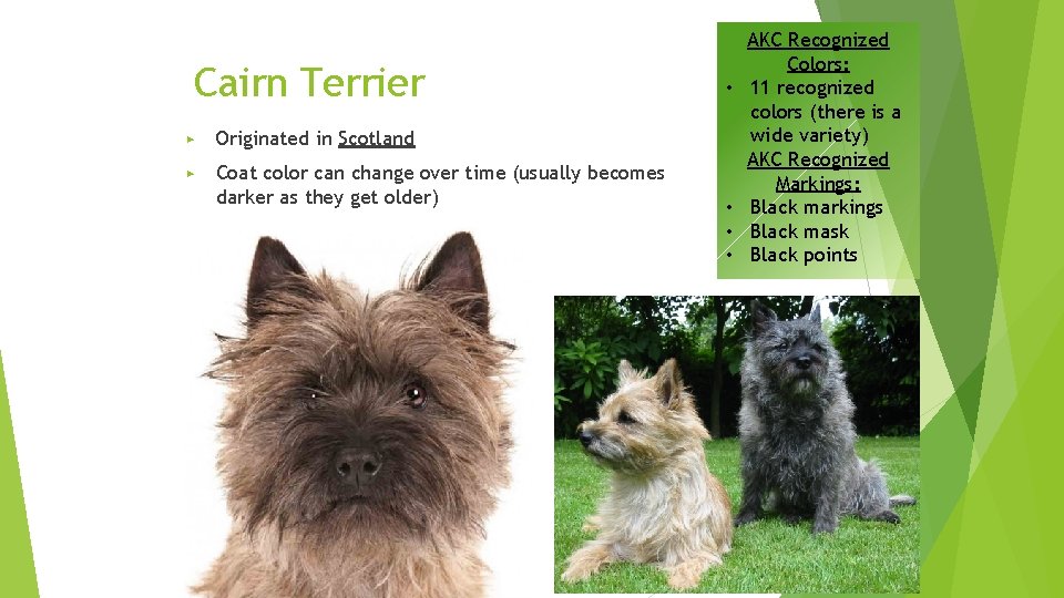 Cairn Terrier ▶ Originated in Scotland ▶ Coat color can change over time (usually