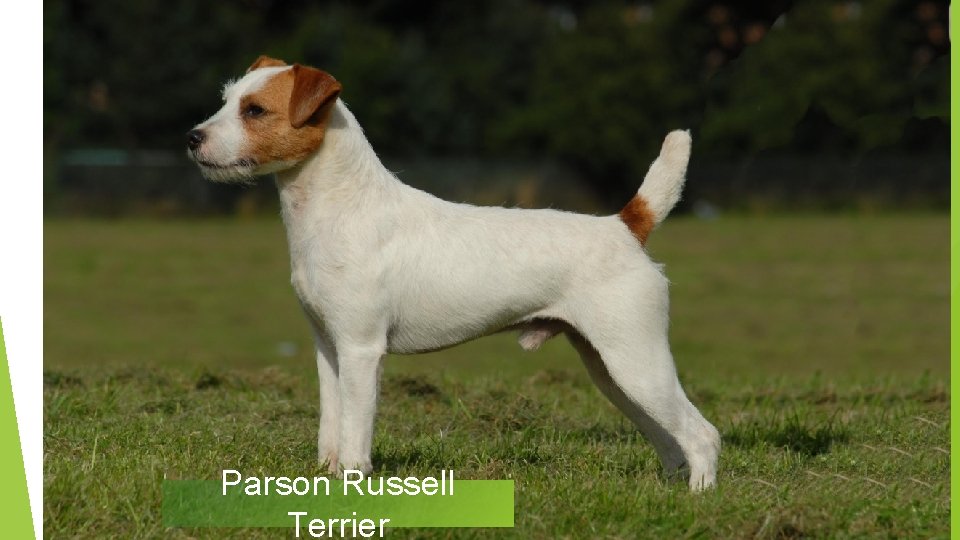 Parson Russell Terrier 