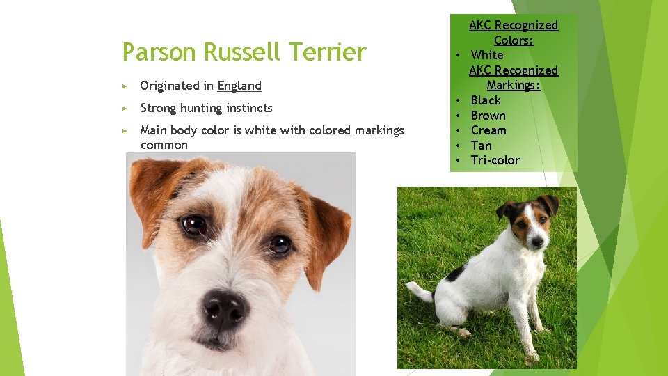 Parson Russell Terrier ▶ Originated in England ▶ Strong hunting instincts ▶ Main body