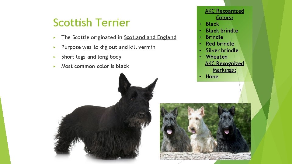 Scottish Terrier ▶ The Scottie originated in Scotland England ▶ Purpose was to dig