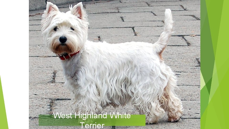 West Highland White Terrier 