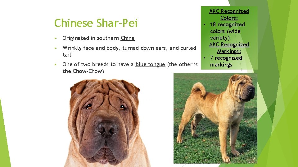 AKC Recognized Colors: • 18 recognized colors (wide variety) Originated in southern China AKC