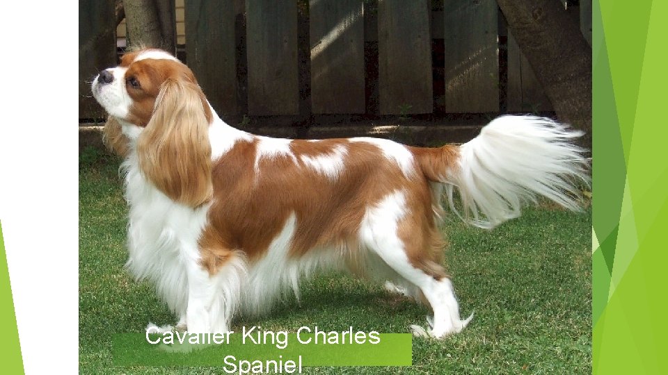 Cavalier King Charles Spaniel 