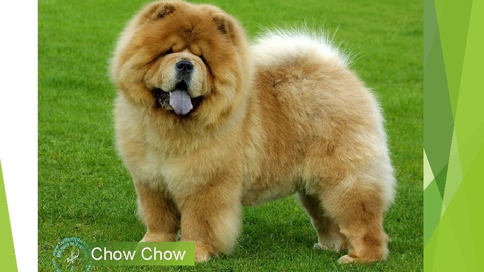 Chow 