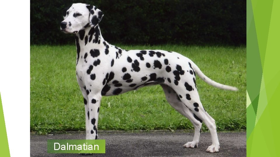 Dalmatian 