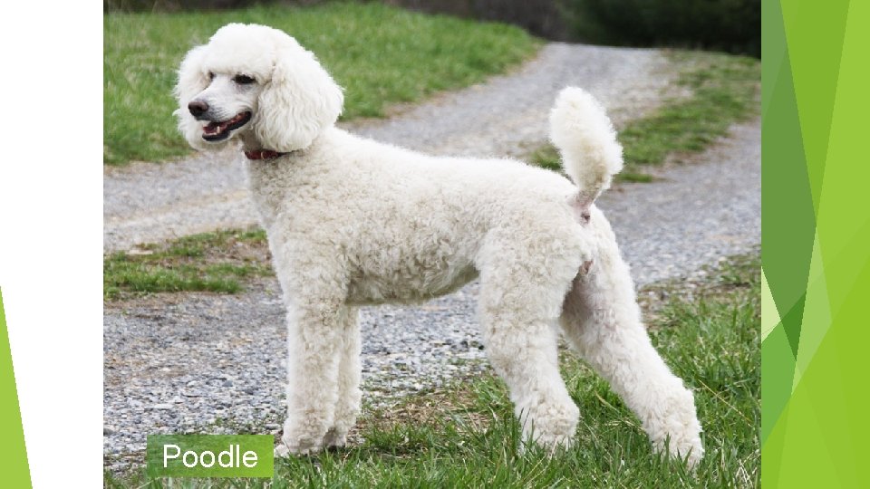 Poodle 