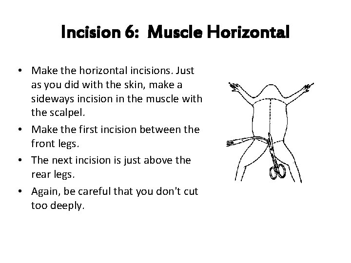 Incision 6: Muscle Horizontal • Make the horizontal incisions. Just as you did with