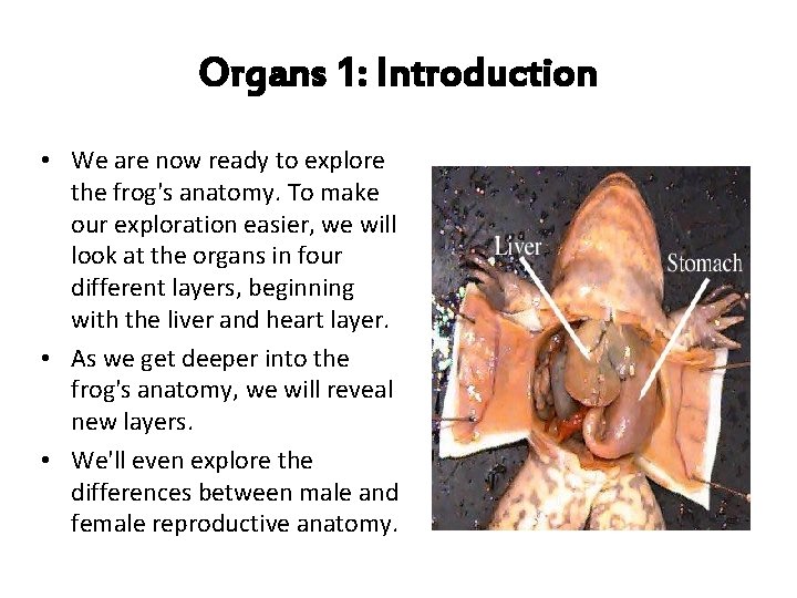Organs 1: Introduction • We are now ready to explore the frog's anatomy. To