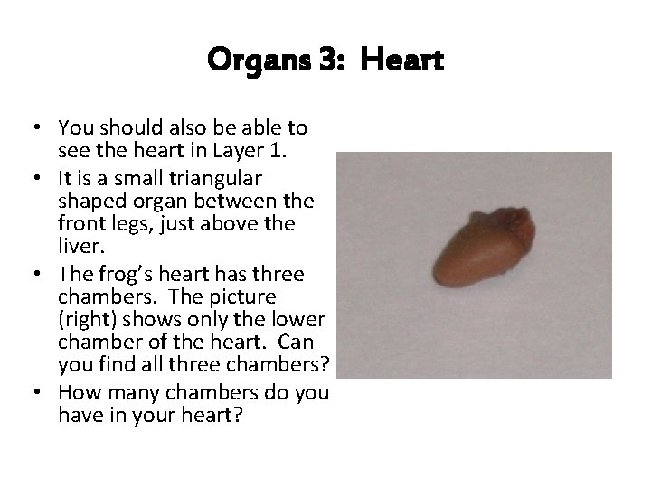 Organs 3: Heart • You should also be able to see the heart in