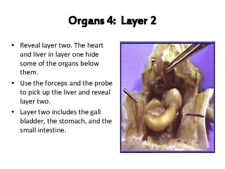 Organs 4: Layer 2 • Reveal layer two. The heart and liver in layer