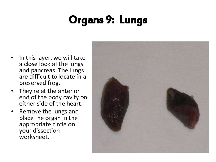 Organs 9: Lungs • In this layer, we will take a close look at