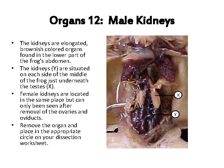 Organs 12: Male Kidneys • The kidneys are elongated, brownish colored organs found in