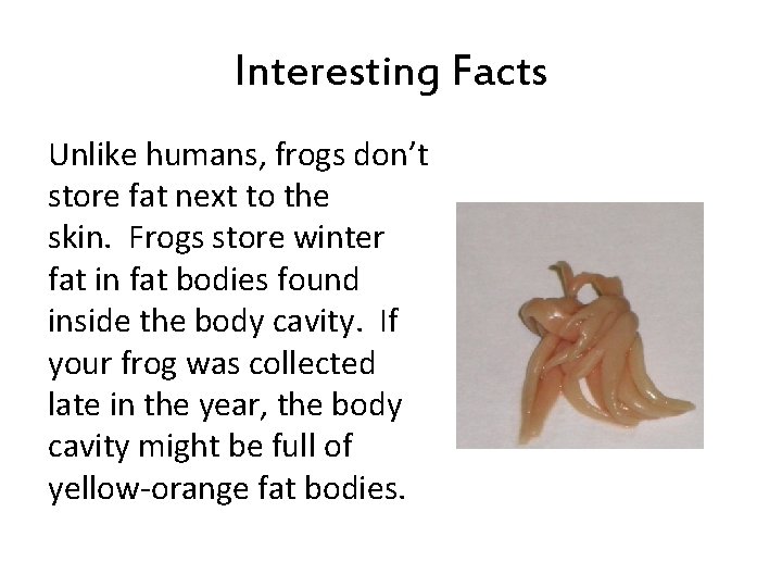 Interesting Facts Unlike humans, frogs don’t store fat next to the skin. Frogs store