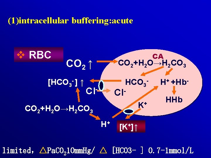 (1)intracellular buffering: acute v RBC CA CO 2 ↑ [HCO 3 - ] ↑