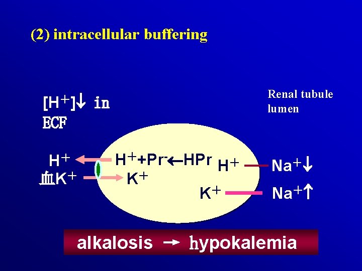 (2) intracellular buffering [H＋] Renal tubule lumen in ECF H＋ 血K＋ H＋+Pr- HPr H＋