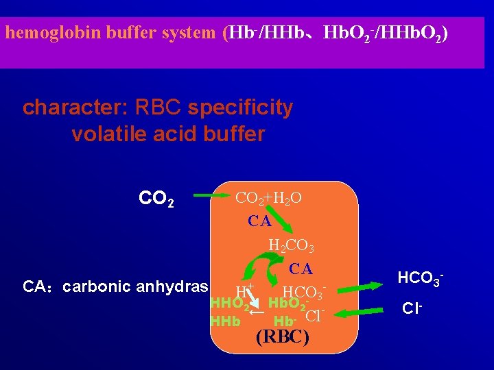 hemoglobin buffer system (Hb-/HHb、Hb. O 2 -/HHb. O 2) character: RBC specificity volatile acid