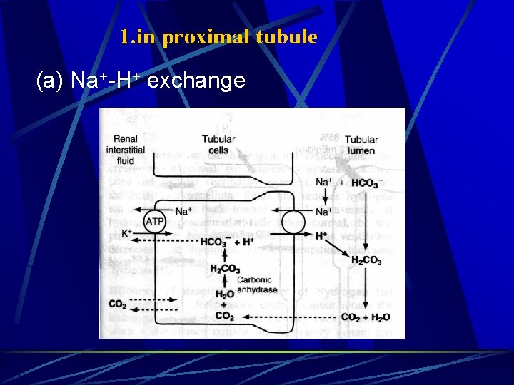 1. in proximal tubule (a) Na+-H+ exchange 