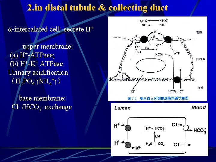 2. in distal tubule & collecting duct α-intercalated cell: secrete H+ upper membrane: (a)