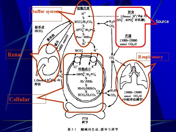 Buffer system Source Renal Cellular Respiratory 