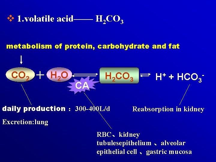 v 1. volatile acid—— H 2 CO 3 metabolism of protein, carbohydrate and fat