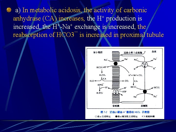  a) In metabolic acidosis, the activity of carbonic anhydrase (CA) increases, the H+