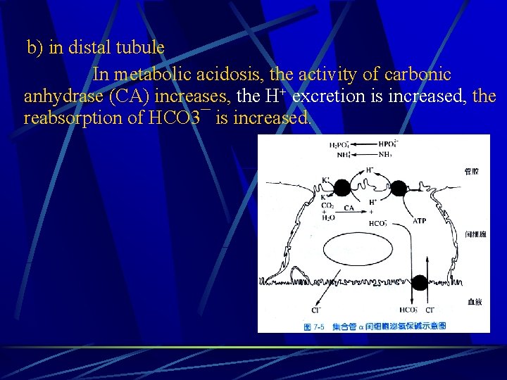 b) in distal tubule In metabolic acidosis, the activity of carbonic anhydrase (CA) increases,