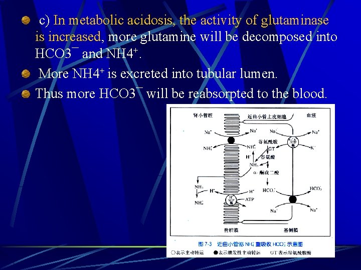  c) In metabolic acidosis, the activity of glutaminase is increased, more glutamine will
