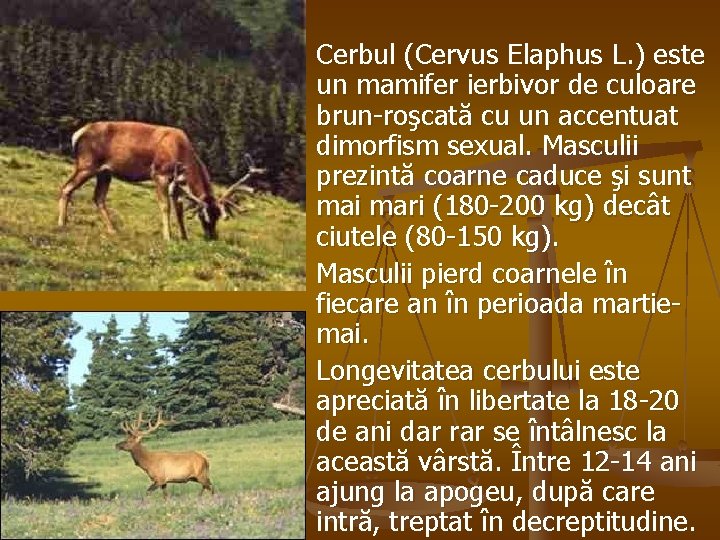 n n n Cerbul (Cervus Elaphus L. ) este un mamifer ierbivor de culoare