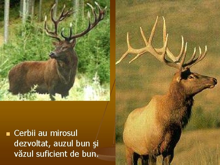 n Cerbii au mirosul dezvoltat, auzul bun şi văzul suficient de bun. 