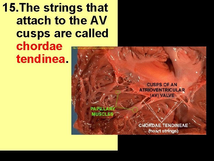 15. The strings that attach to the AV cusps are called chordae tendinea. 