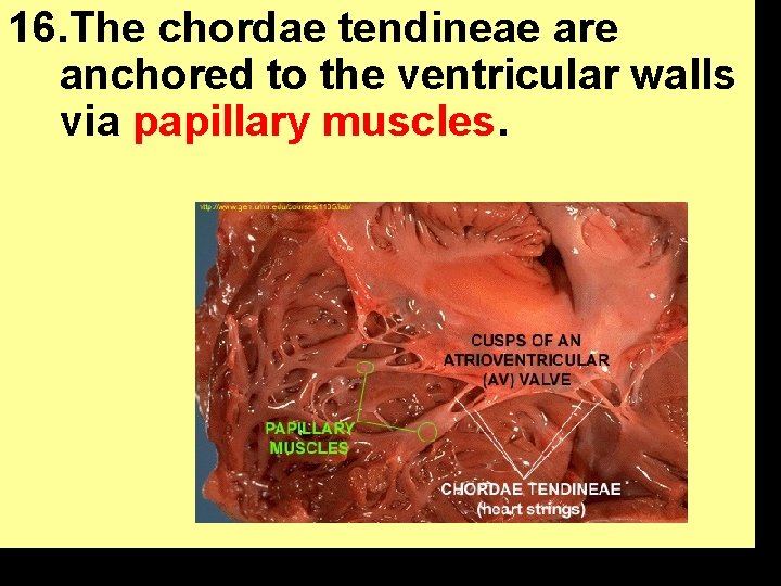 16. The chordae tendineae are anchored to the ventricular walls via papillary muscles. 