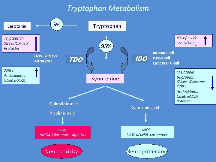 Tryptophan Metabolism Serotonin 5% Tryptophan Stress/Cortisol Prolactin IFN (IL-12), TNF /PGE 2, 95% Liver,