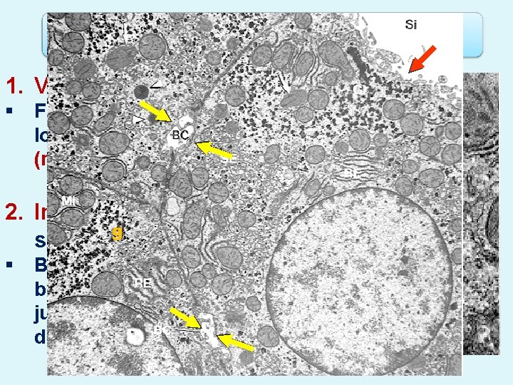 1. Vascular side § Facing sinusoid; long microvilli (mv)? 2. Intercellular g side; short