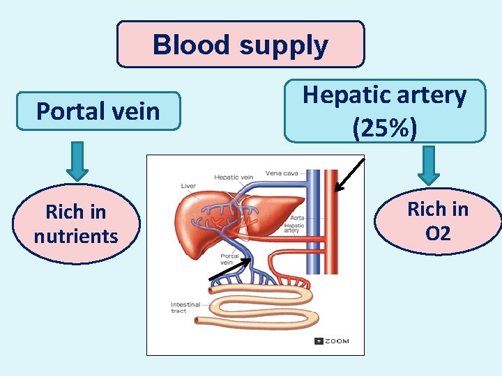 Blood supply Portal vein Rich in nutrients Hepatic artery (25%) Rich in O 2