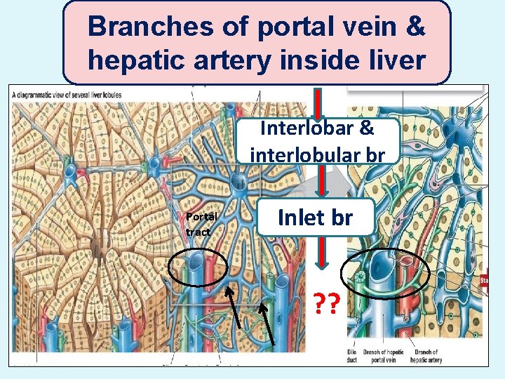Branches of portal vein & hepatic artery inside liver Interlobar & interlobular br Portal