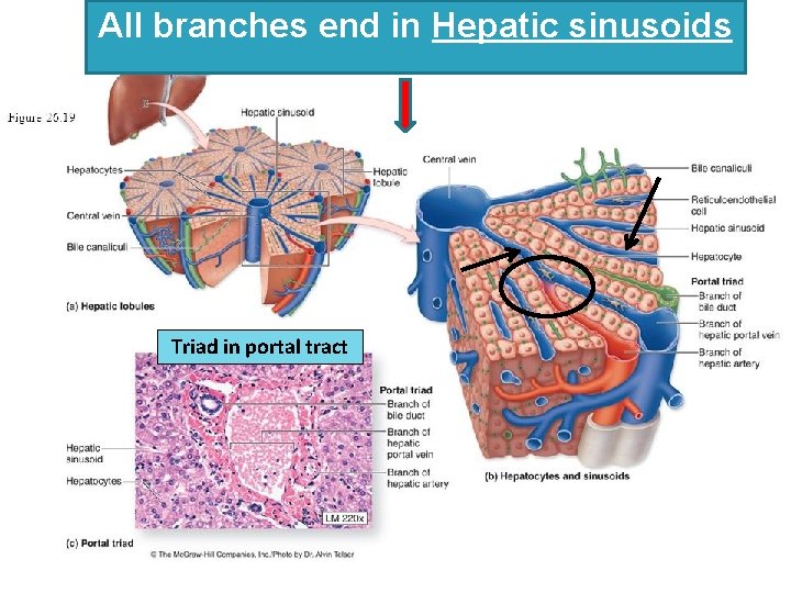 All branches end in Hepatic sinusoids Triad in portal tract 