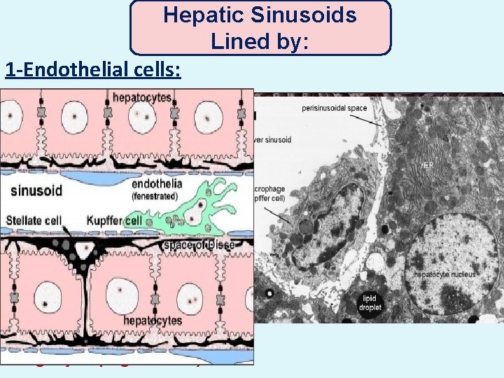 Hepatic Sinusoids Lined by: 1 -Endothelial cells: Flat Fenestrated -NO diaphragm -Thin discont. basal