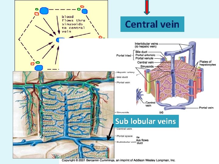 Central vein Sub lobular veins 